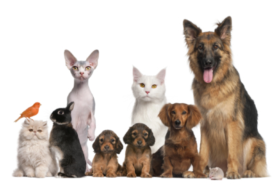 group of animals, dogs, cats, a bird, a rabbit and a mouse.